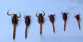 06 escorpiões da espécie amarela (venenosos) foram encontrados em Martinópolis